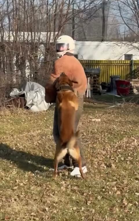 Vídeo despedida de soltero Budapest reto Hombre contra Perro Last Bad Trip